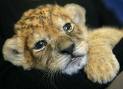 Lion cub