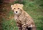 Cheetah Cub