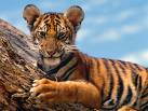 Tiger cub
