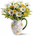 daisy