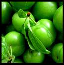 green plum