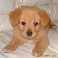 cutie golden retriever