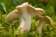 Hydnum repadnum