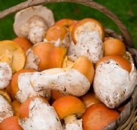 Amanita caesarea