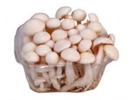 Hypsizygus Tessulatus