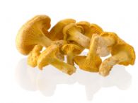 Cantharellus cibarius