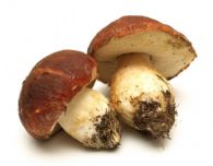 Boletus Pinicola