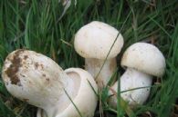 Calocybe gambosa