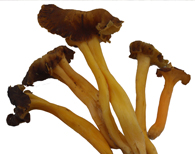 Cantharellus lutescens