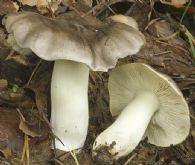 Tricholoma Portentosum
