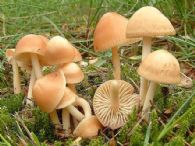 Marasmius oreades