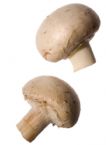 Agaricus bisporus