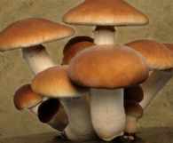 Agrocybe aegerita