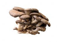 Pleurotus ostreatus