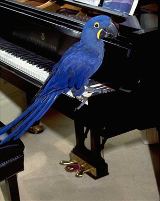 Bird 6