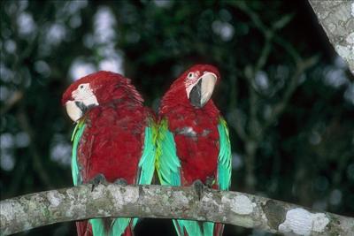 Bird 3