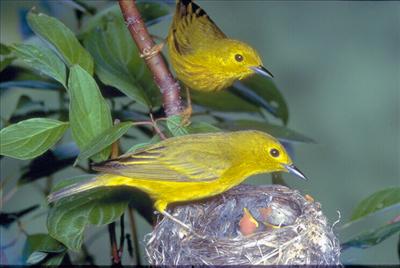 Bird 1