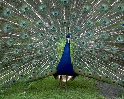 Bird 7