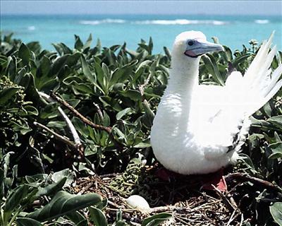 Bird 12
