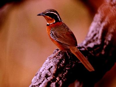 Bird 5