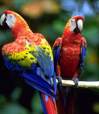 Bird 4