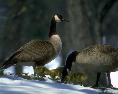 Bird 2