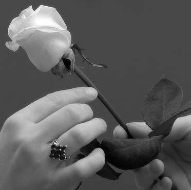 rose