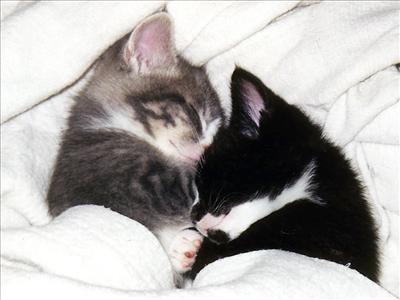 calin mimi