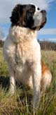 Saint Bernard 