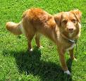 Nova Scotia Duck Tolling Retriever 