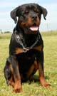 Rottweiler 