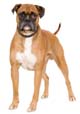 Boxer 