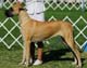 Great Dane 