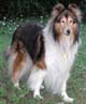 Collie