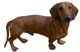 Dachshund 