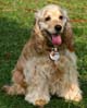 Cocker Spaniel