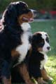 Bernese Mountain Dog 