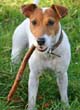 Parson Russell Terrier 