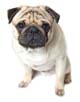 Pug