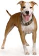 American Staffordshire Terrier 