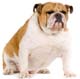 Bulldog 