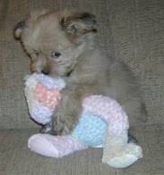 Puppy