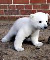 cuddle bear