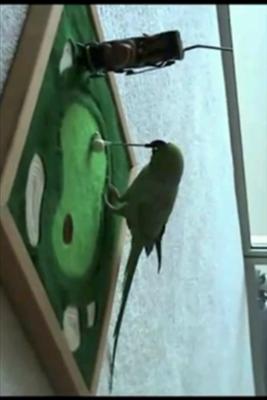 Bird Golf