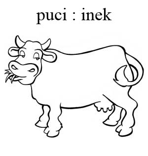 puçi