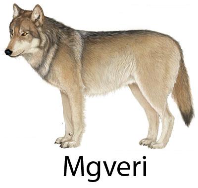 Mgveri