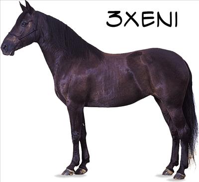 3xeni