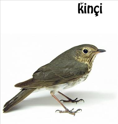 kinçi