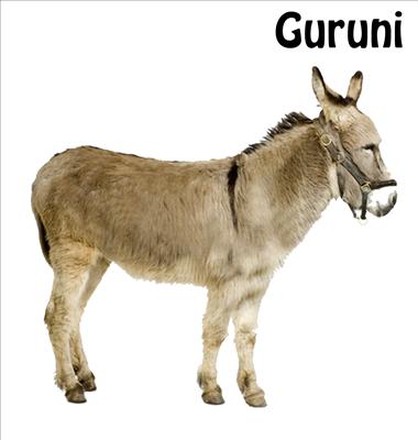 guruni