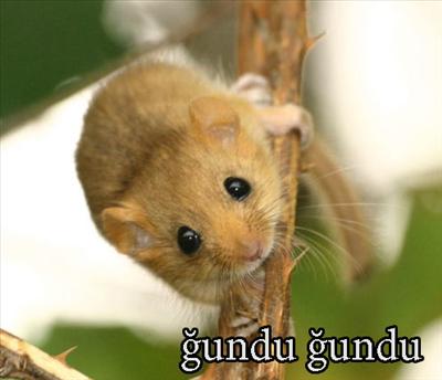 ğundu ğundu